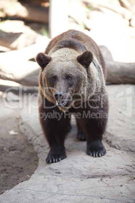 brown bear in an open cage at the zoo