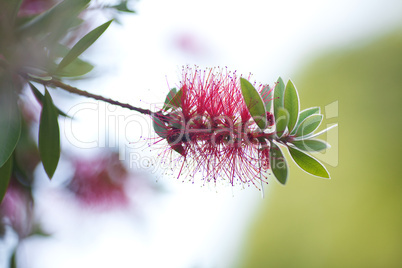 pink flowers on a green tree