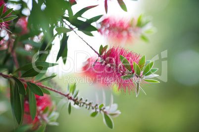 pink flowers on a green tree
