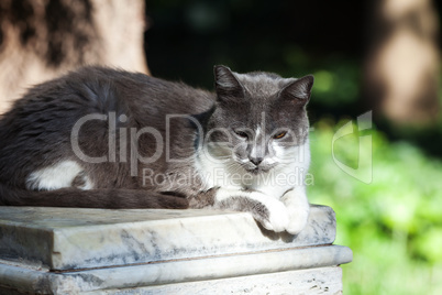 portrait of a street cat outdoor