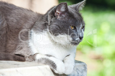 portrait of a street cat outdoor