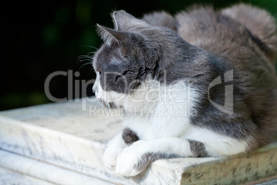 portrait of a street cat outdoor