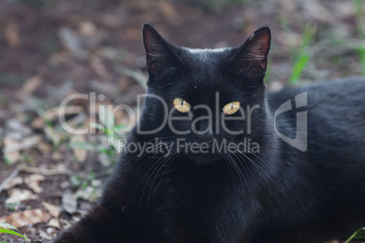 portrait of a street cat outdoor