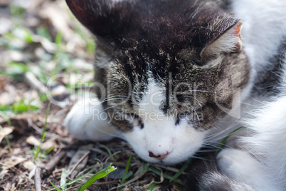 portrait of a street cat outdoor