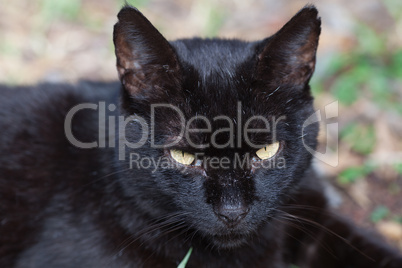 portrait of a street cat outdoor