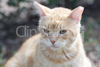 portrait of a street cat outdoor