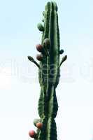 large cactus against a background of sky