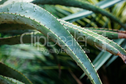 aloe on the background of green grass