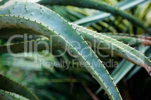 aloe on the background of green grass