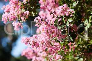 pink flowers on a green tree