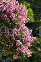 pink flowers on a green tree