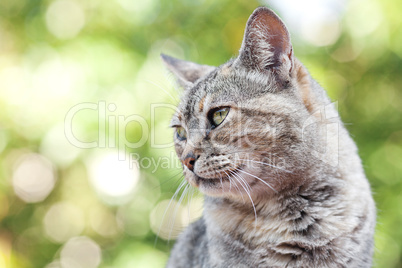 Portrait of a striped cat outdoor