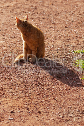 portrait of a street cat outdoor