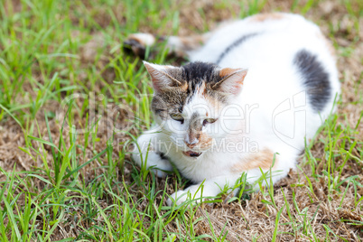 portrait of a street cat outdoor