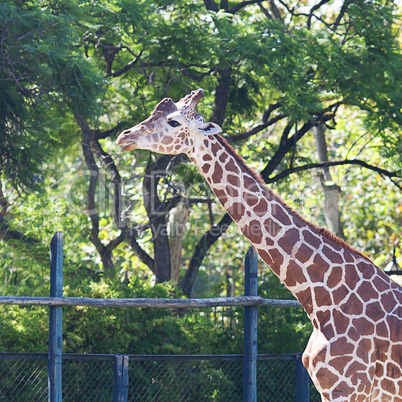 giraffe in an open cage at the zoo
