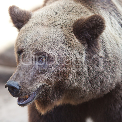 portrait of a beautiful brown bear outdoor