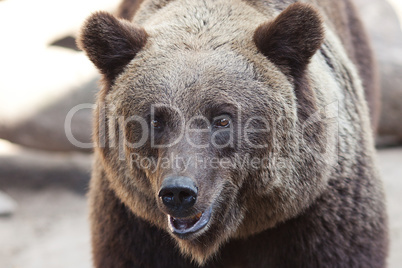 portrait of a beautiful brown bear outdoor