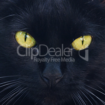 Portrait of a black cat outdoor