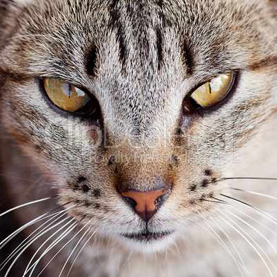 Portrait of a striped cat outdoor