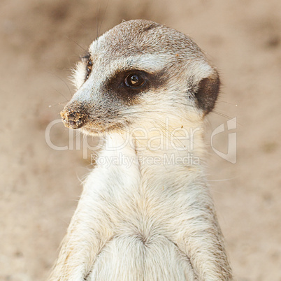 portrait of a beautiful suricata at the zoo