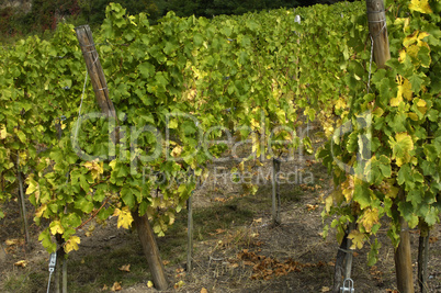 France, vineyard of Riquewihr in Alsace