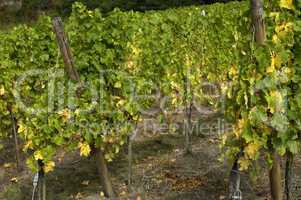 France, vineyard of Riquewihr in Alsace