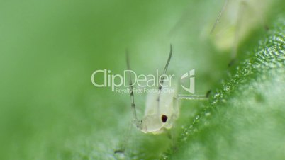 Aphid, Greenfly - move and watch on basil lea