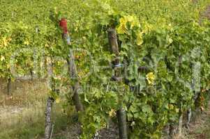 France, vineyard of Riquewihr in Alsace