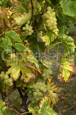 France, vineyard of Riquewihr in Alsace