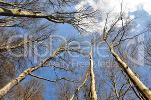 Buchenwald im Frühling