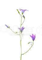 Wiesen-Glockenblume (Campanula patula)