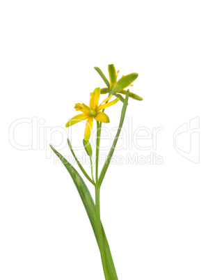 Wald-Gelbstern (Gagea lutea)