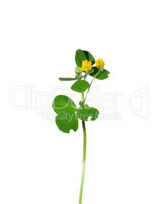 Hopfenklee (Medicago lupulina)