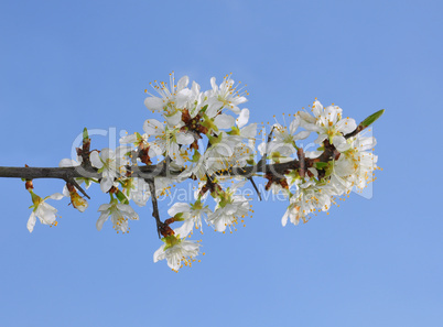 Schlehe (Prunus spinosa)