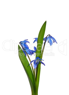 Sibirischer Blaustern (Scilla sibirica)