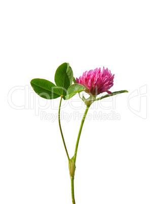 Wiesenklee (Trifolium pratense)