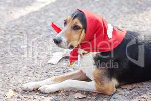 dog in scarf lying on the ground