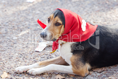 dog in scarf lying on the ground