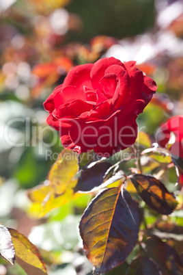 background of beautiful roses in the garden