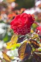 background of beautiful roses in the garden