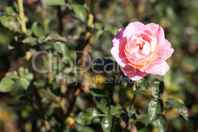 background of beautiful roses in the garden