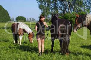 Pferde Friesen in der Natur mit Frau und Reiterin