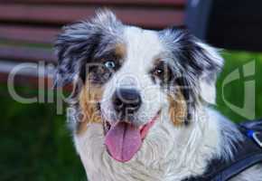 Hund Australian Shepherd blickt treu und aufmerksam