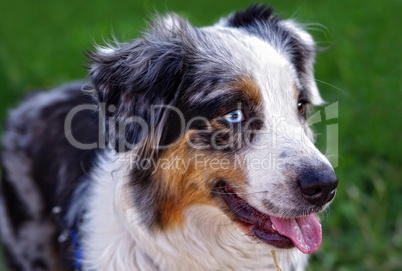 Hund Australian Shepherd blickt treu und aufmerksam