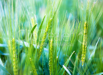 Ear of wheat - soft background