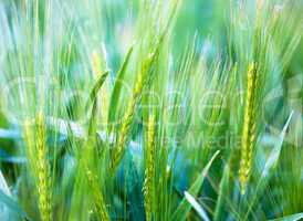 Ear of wheat - soft background