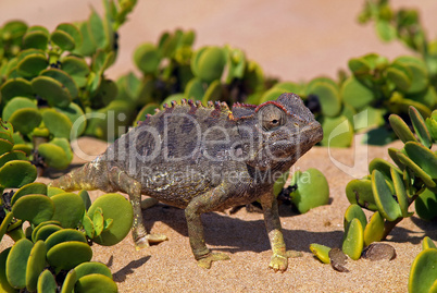 Namaqua Chamäleon