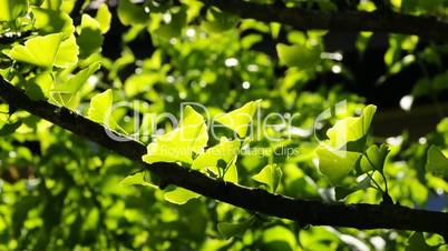 Ginkgo Baum