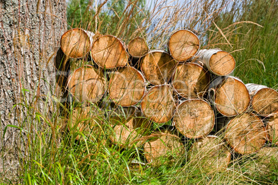 Close up of freshly cut logs