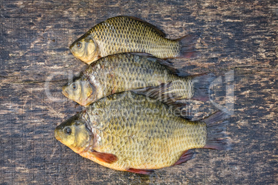 Freshwater fish. Carp